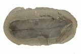 Macroneuropteris Fern Fossil Pos/Neg - Mazon Creek #270193-2